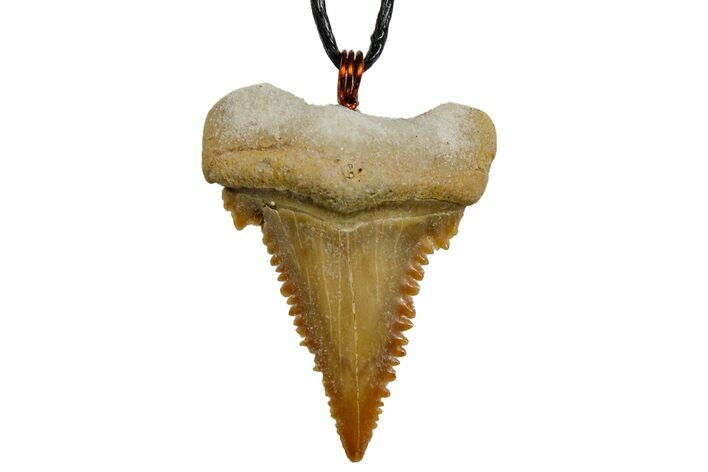 Fossil Shark (Palaeocarcharodon) Tooth Necklace -Morocco #169957